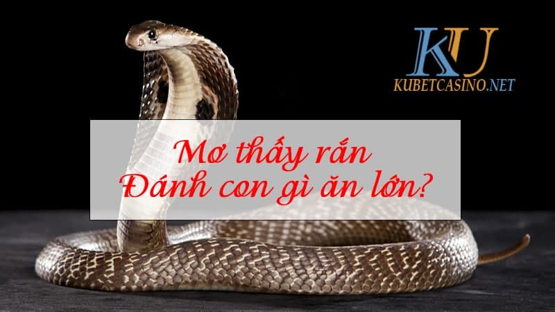 Mơ thấy rắn hổ mang đánh con gì trúng lớn?