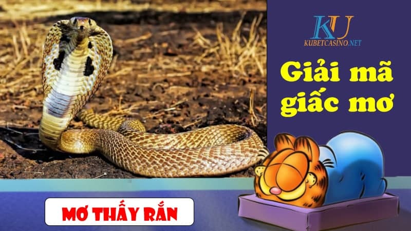 mơ thấy rắn đánh con gì ? Giải mã giấc mơ thấy rắnanh bia