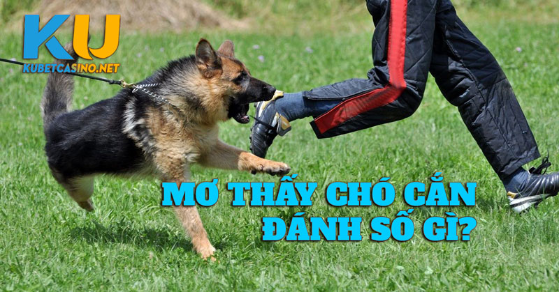 Mơ Thấy Chó Cắn