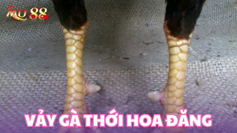 Giới thiệu về vảy gà thới hoa đăng